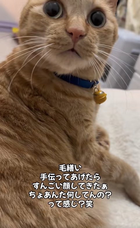 目を見開いてカメラに顔を向けている猫のアップ（アゴ上げ気味）