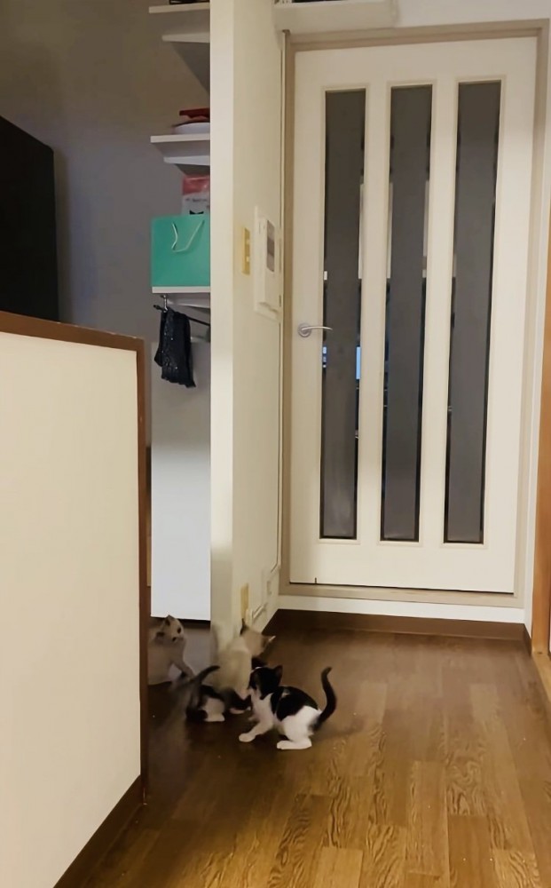 袖壁からずり落ちる子猫と避難する3匹の子猫