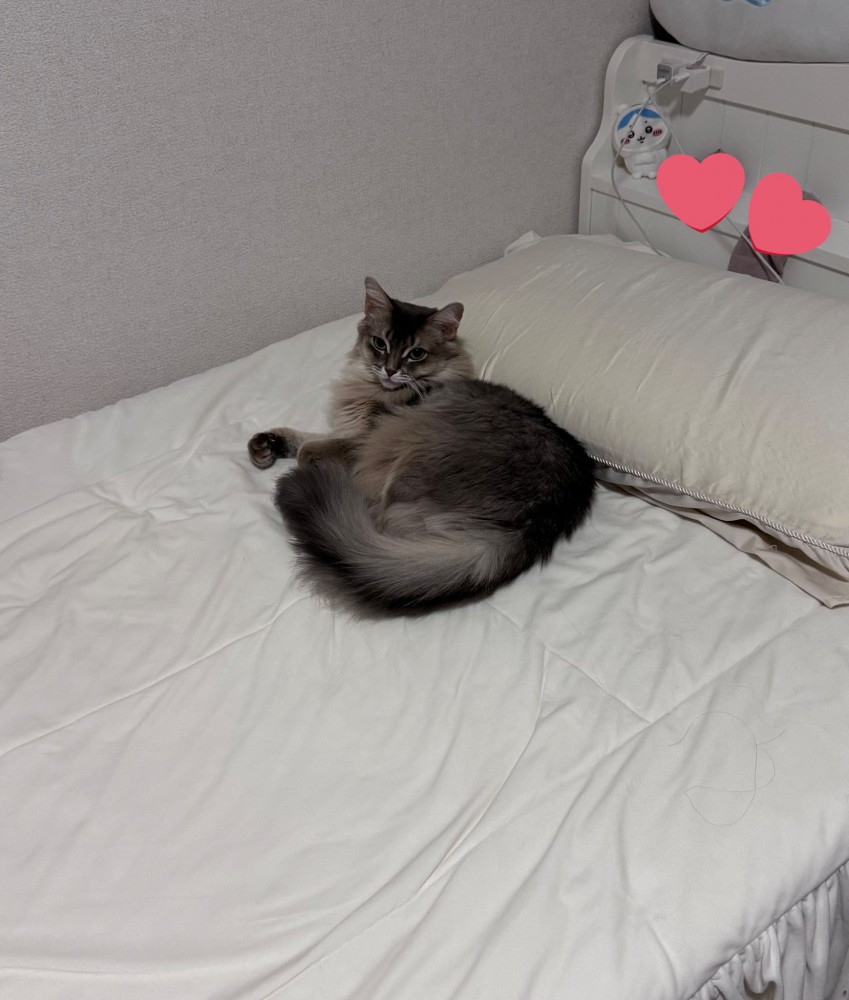 ベッドに寝そべる猫