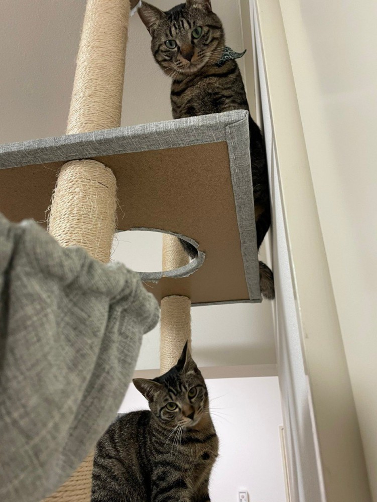 タワーにいる2匹の猫