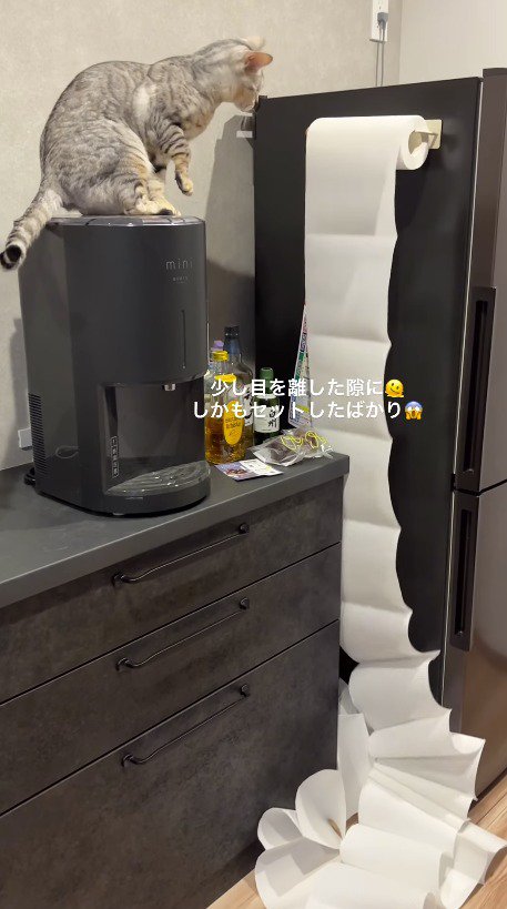 床に落ちている大量のキッチンペーパーと、それを見つめる猫
