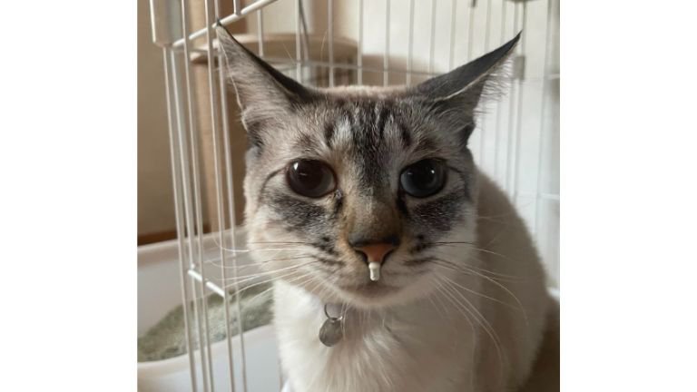 猫の顔