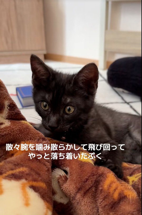 横になっている子猫