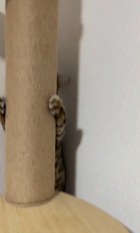 ステップを使わずに登る猫
