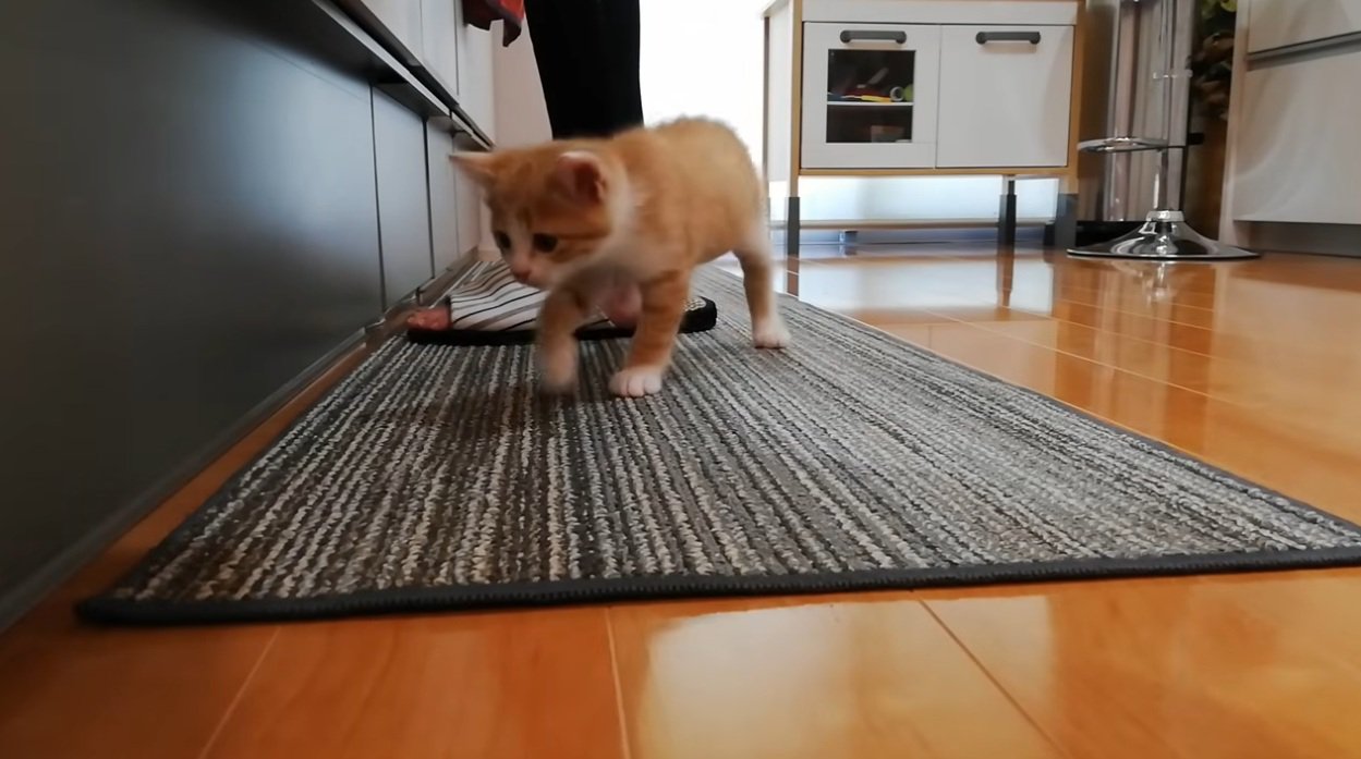 料理をしている飼い主とキッチンマットにいる子猫