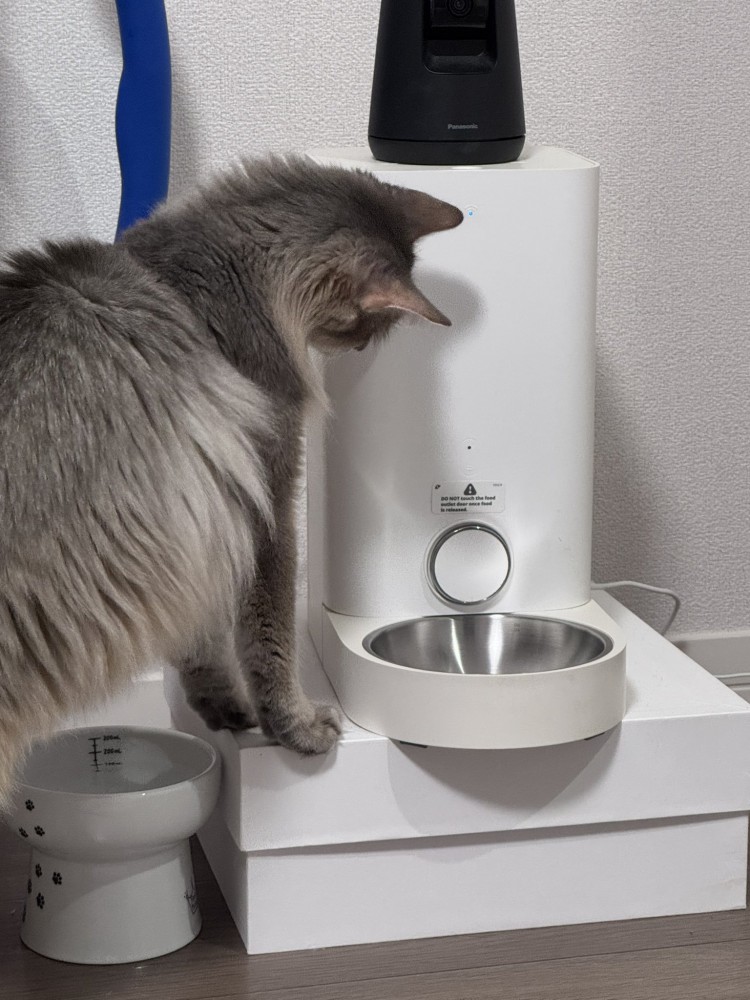 ごはんを待つ猫