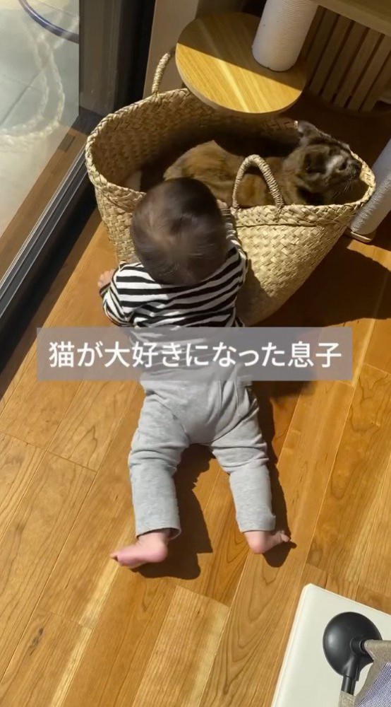 カゴに入った猫に手を伸ばす赤ちゃん