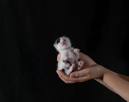 まだ目が開いていない頃のいちえちゃん