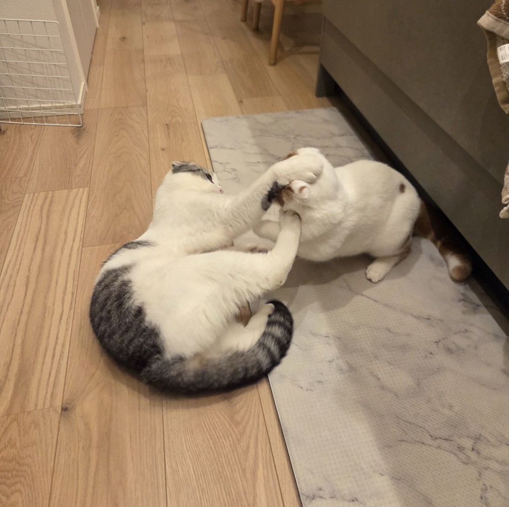 ケンカをする2匹の猫