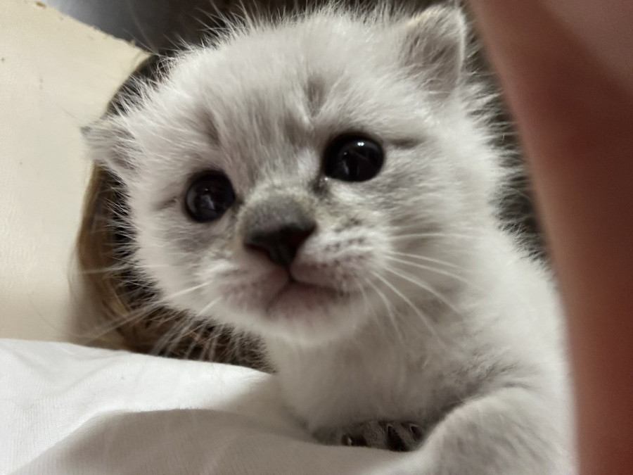 飼い主にミルクを飲ませてもらう子猫