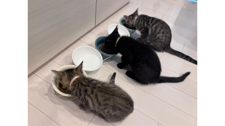 ご飯を食べている猫