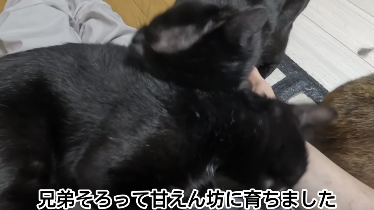 「兄弟そろって...」のテロップ写真