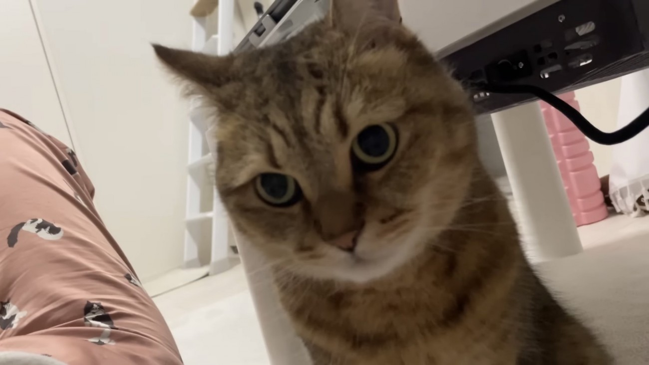 カメラ目線の猫の写真