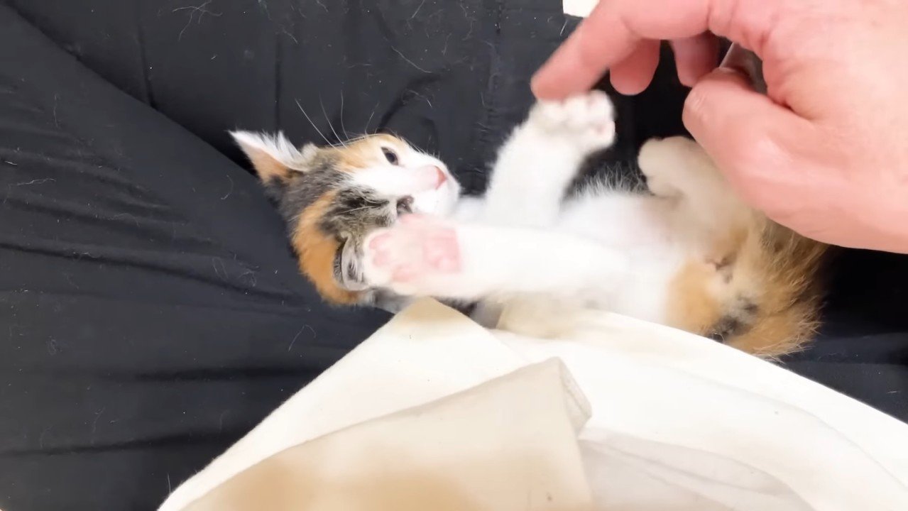 パンチする三毛ちゃん