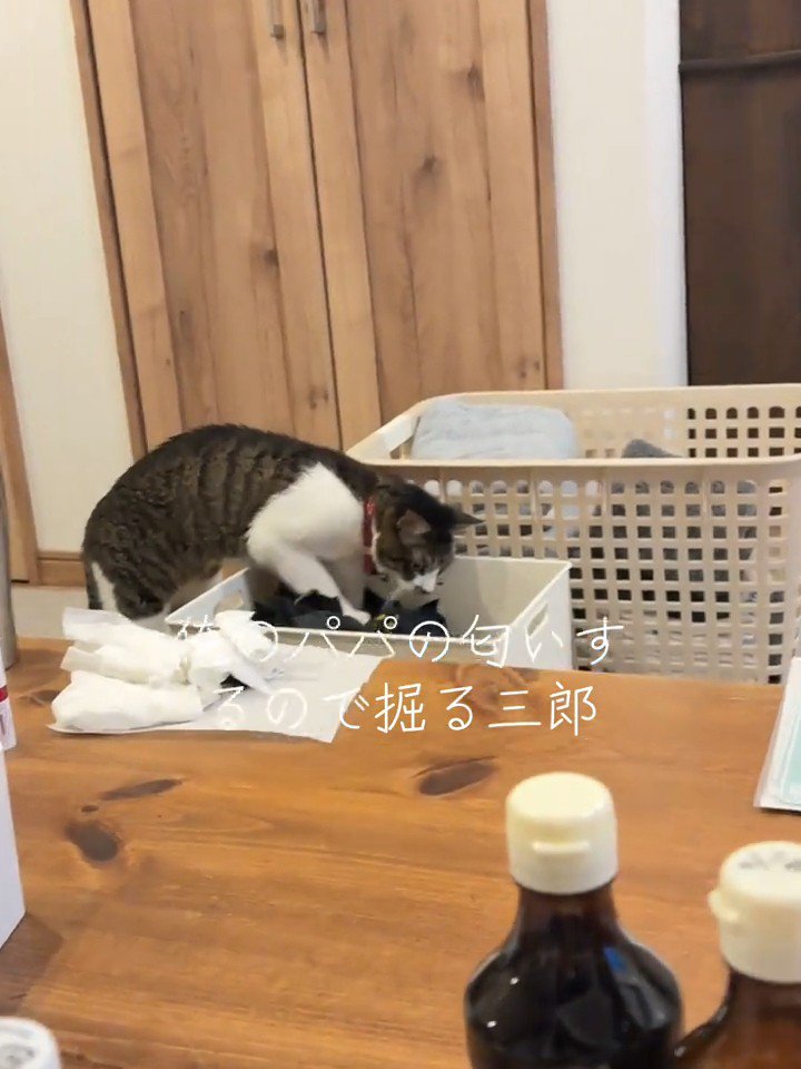 ケースの中を掘る猫