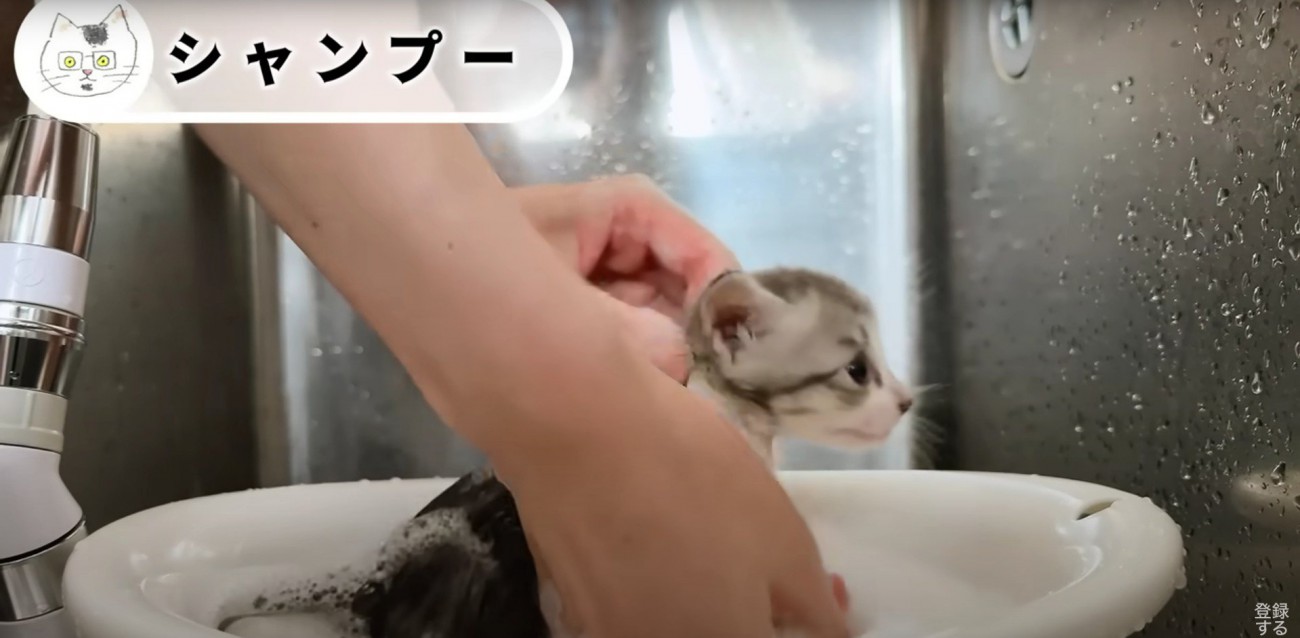 シャンプーされている子猫