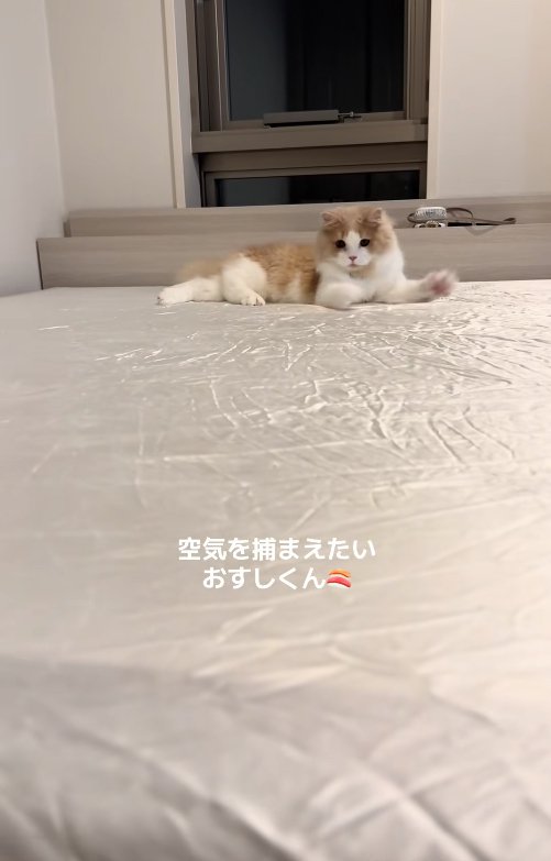 伏せたまま両前足を動かしている猫