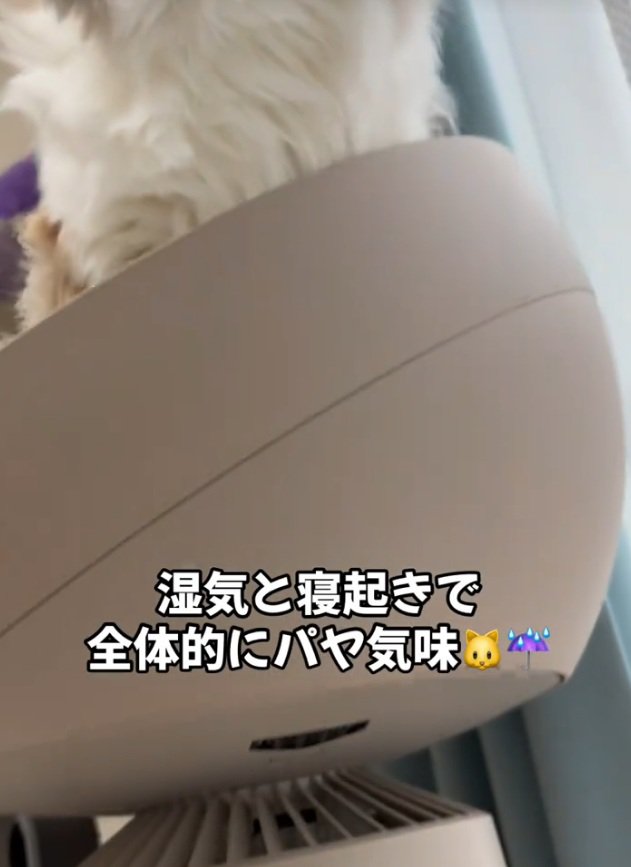 座る猫