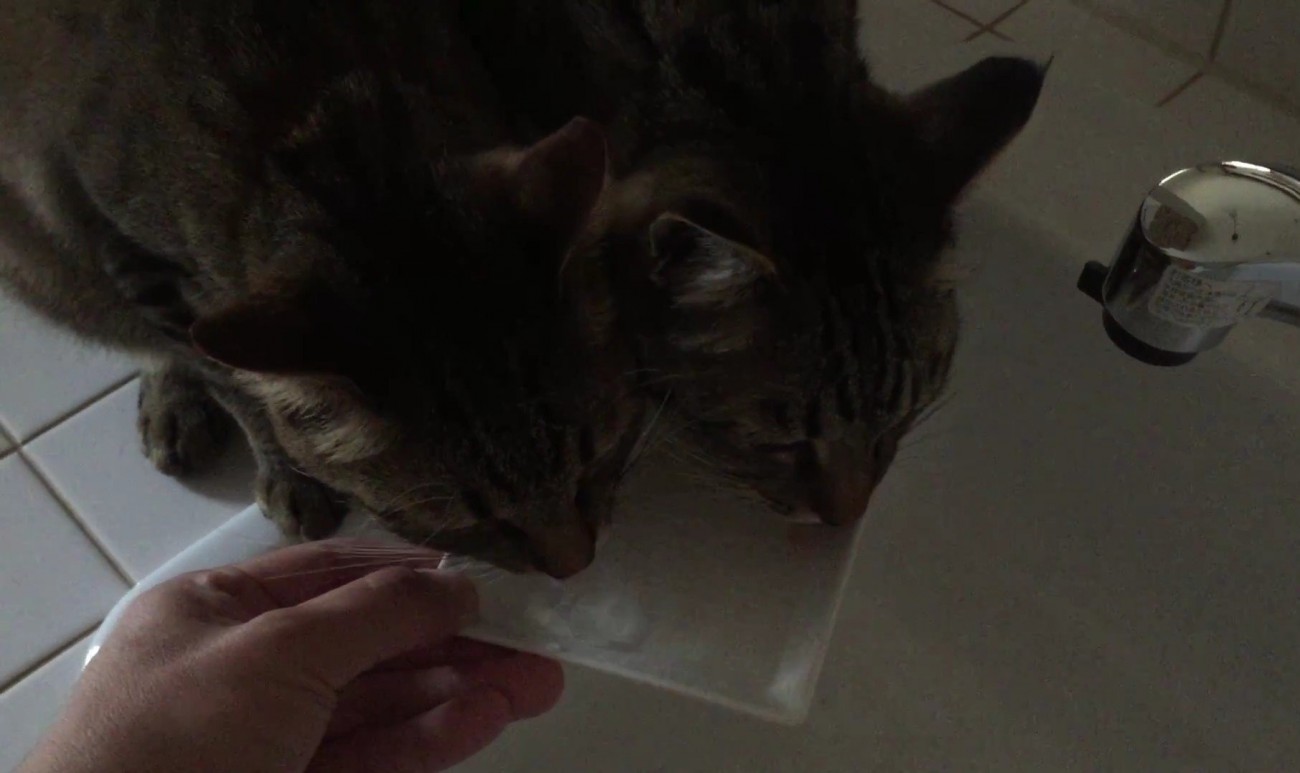 2匹のキジトラ猫が同じお皿からお水を飲んでいる様子