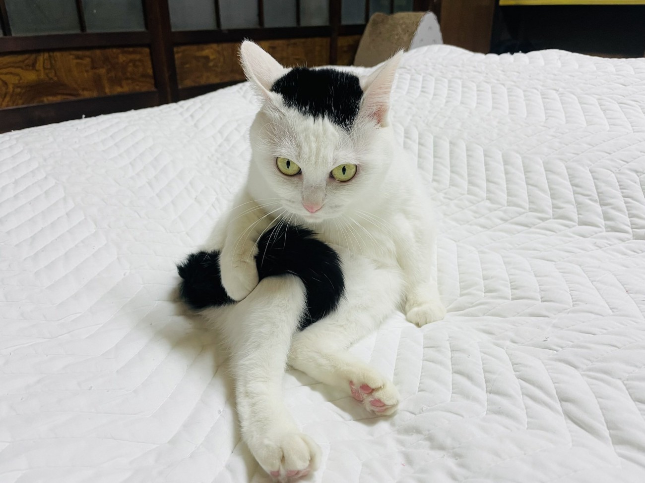 しっぽを持ってにらむ猫