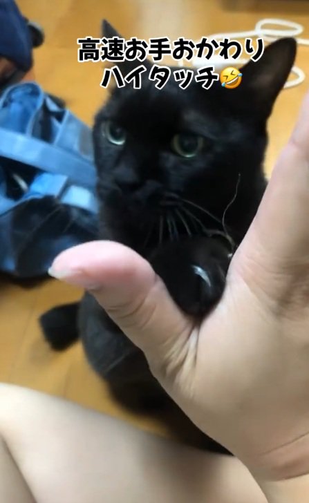 ハイタッチをする黒猫