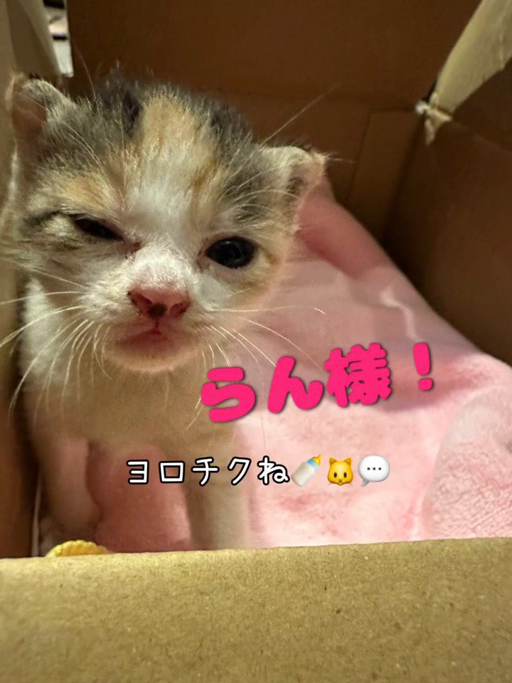 ウインクする子猫