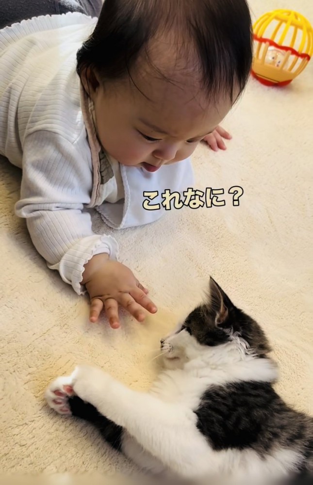 子猫の髭に触る赤ちゃん