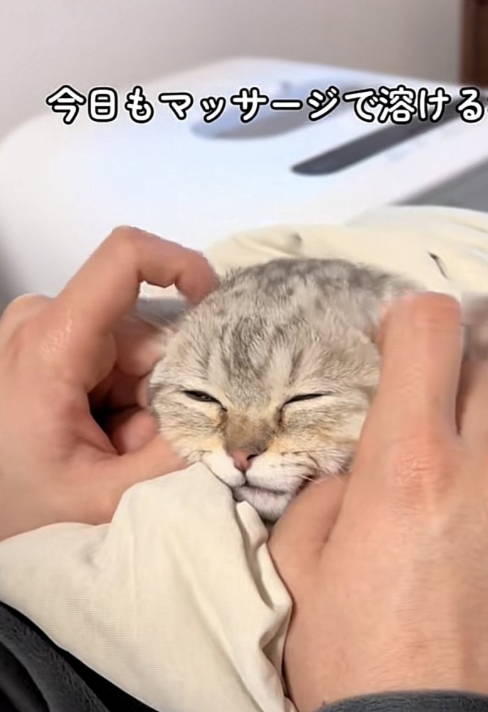 マッサージされている猫の写真2