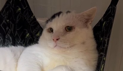 ハンモックで寝る猫