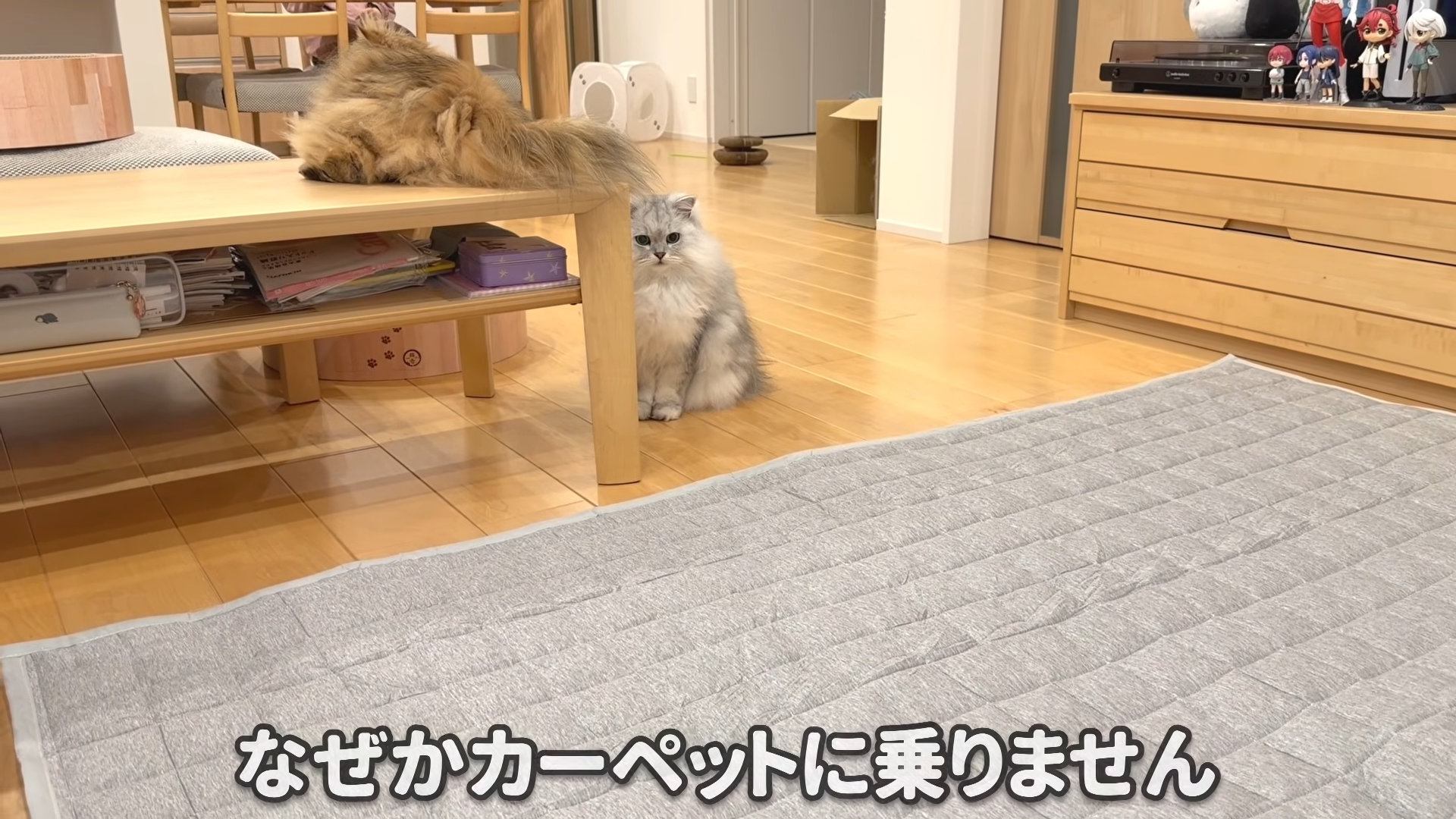 乗らない猫