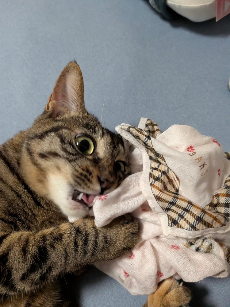 目を丸くする猫