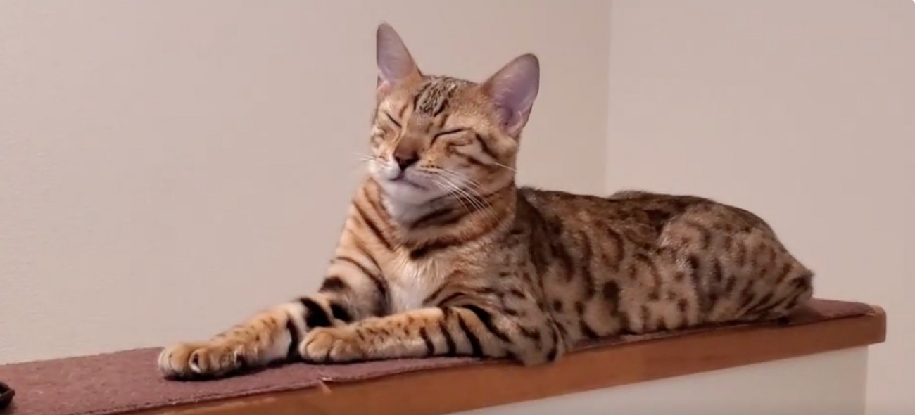 目を瞑る猫