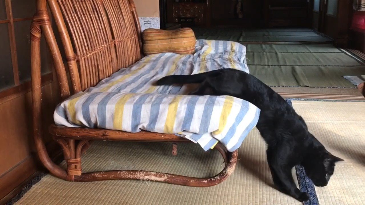 前足をついた姿