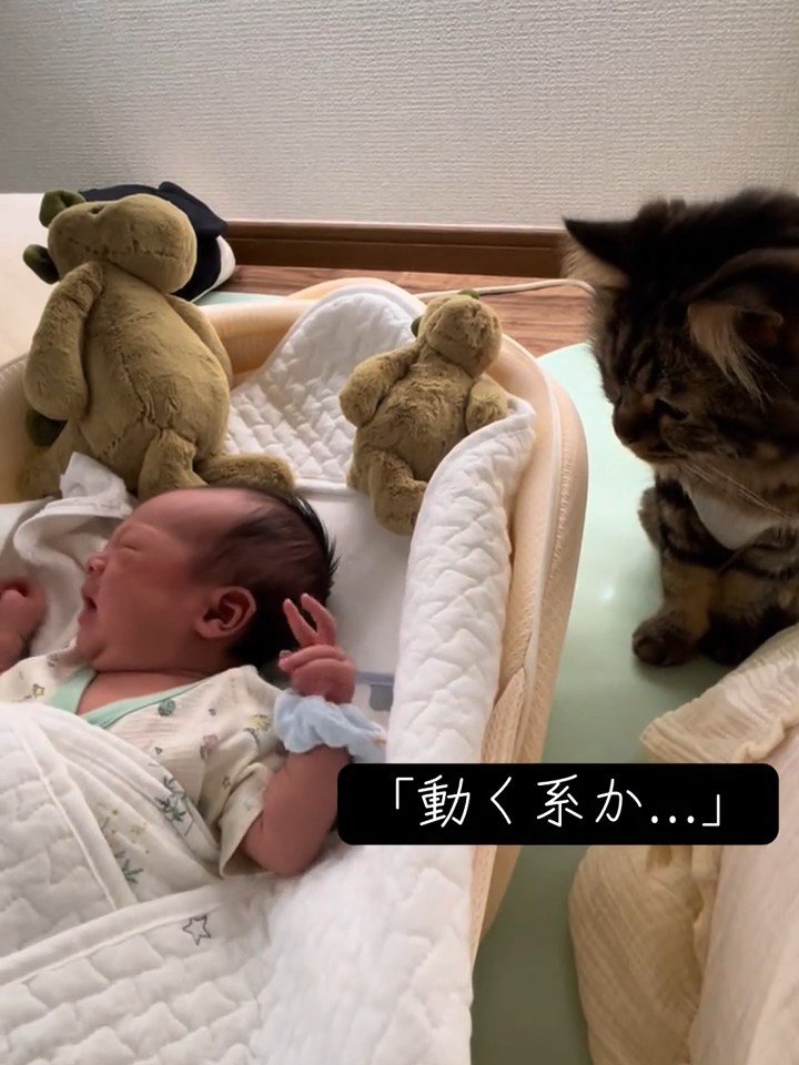 鳴いている赤ちゃんを見る猫