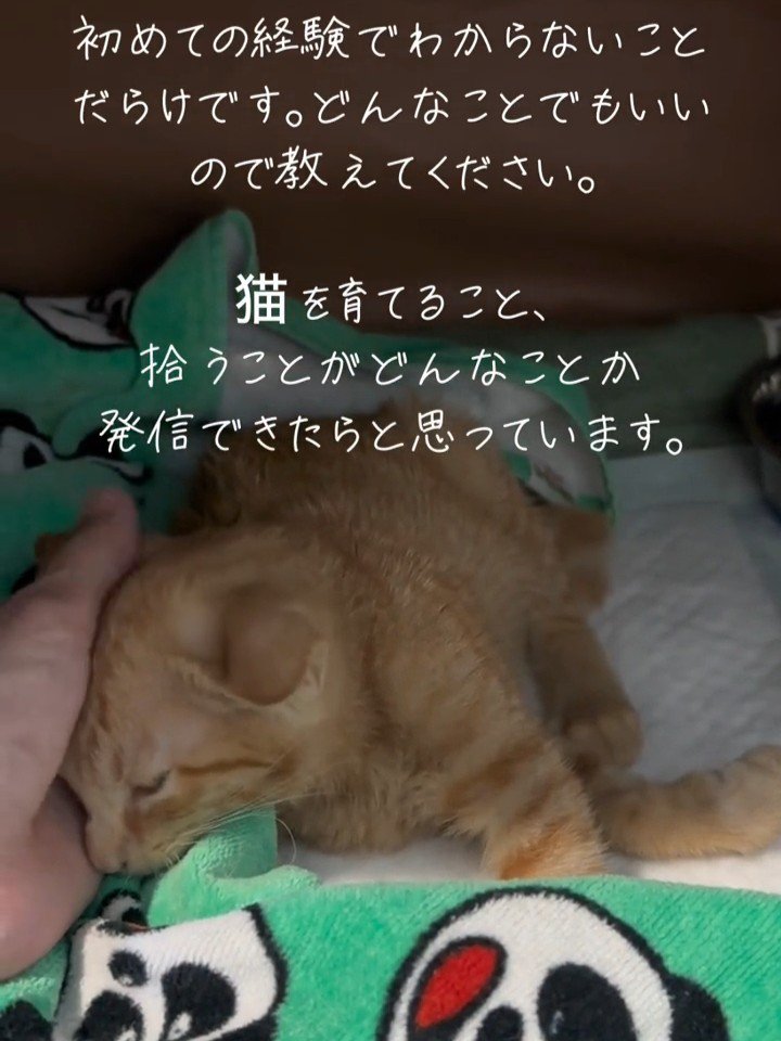 人の手に顔を寄せる子猫