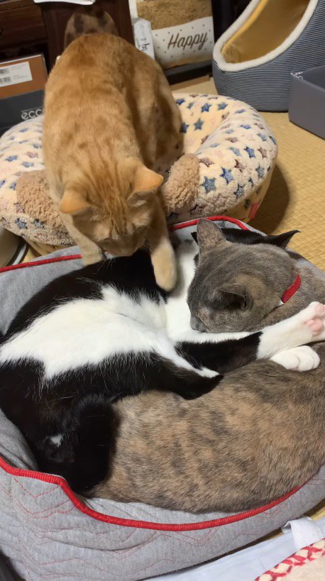 2匹の猫が眠っている猫用ベッドに入ろうとする茶色い猫