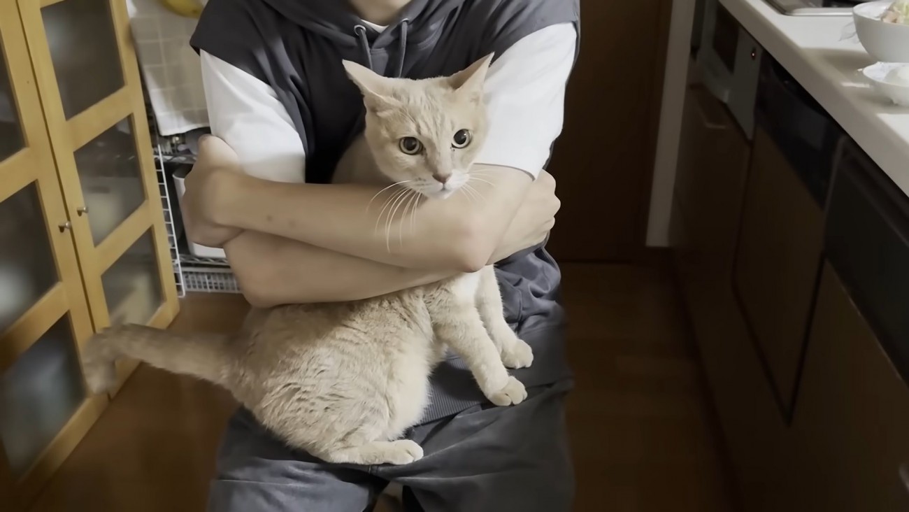 抱きしめられる猫ちゃん