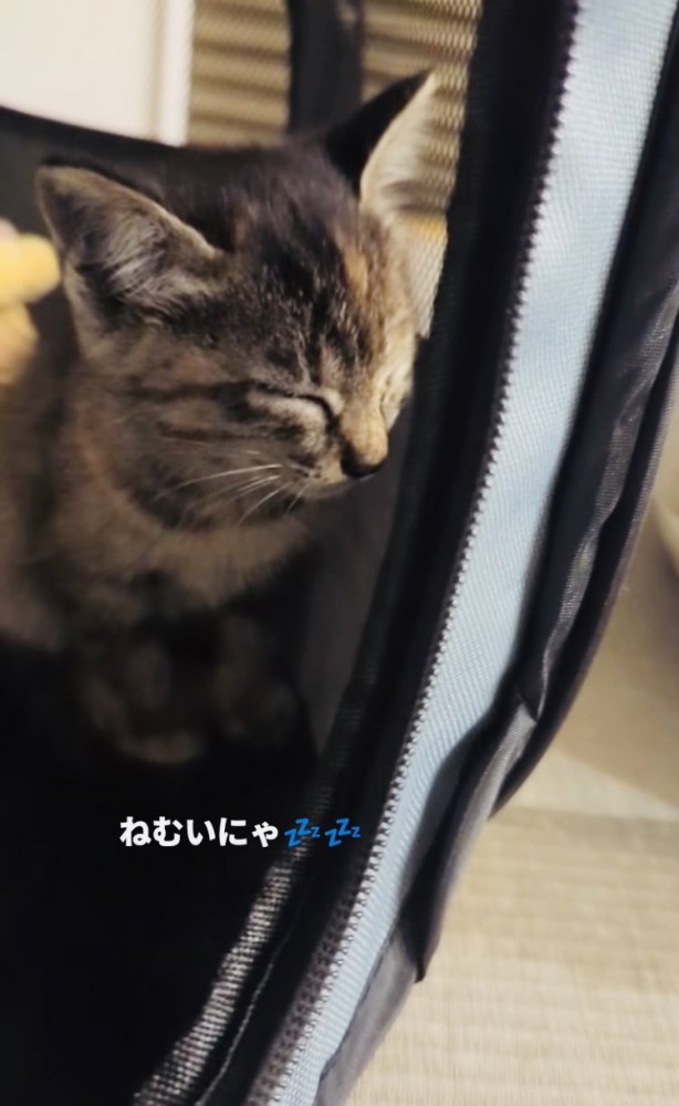 ウトウトする子猫