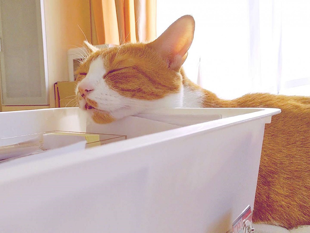 あごを乗せて寝る猫