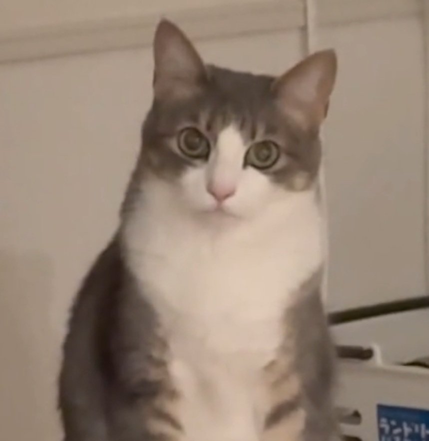 キメ顔の猫