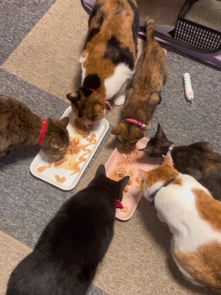 ごはんを食べる猫たち