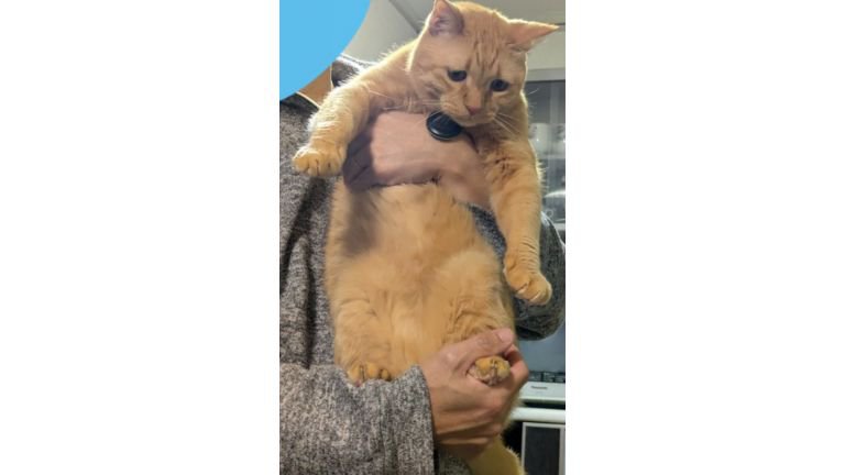 抱かれている猫