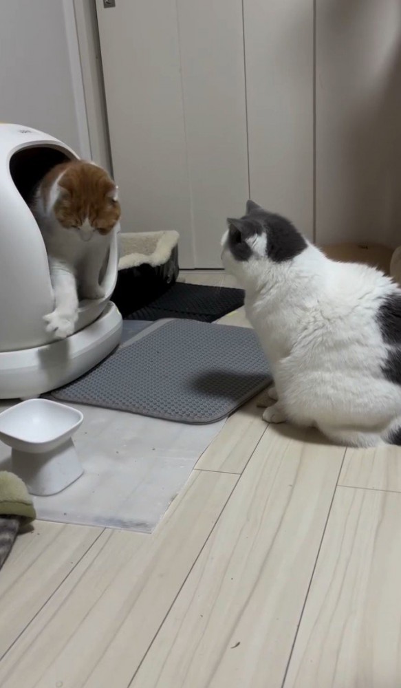 砂かきをする猫