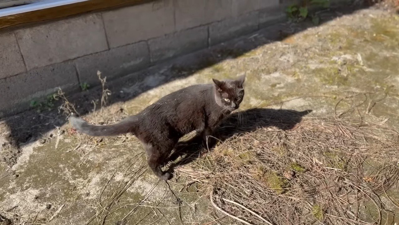 こちらを見る天くん