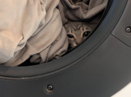 洗濯物にまぎれこんだ猫