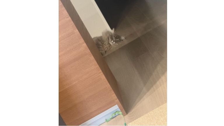 室内にいる猫