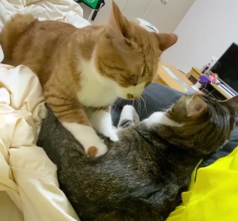 添い寝をしている2匹の猫たち