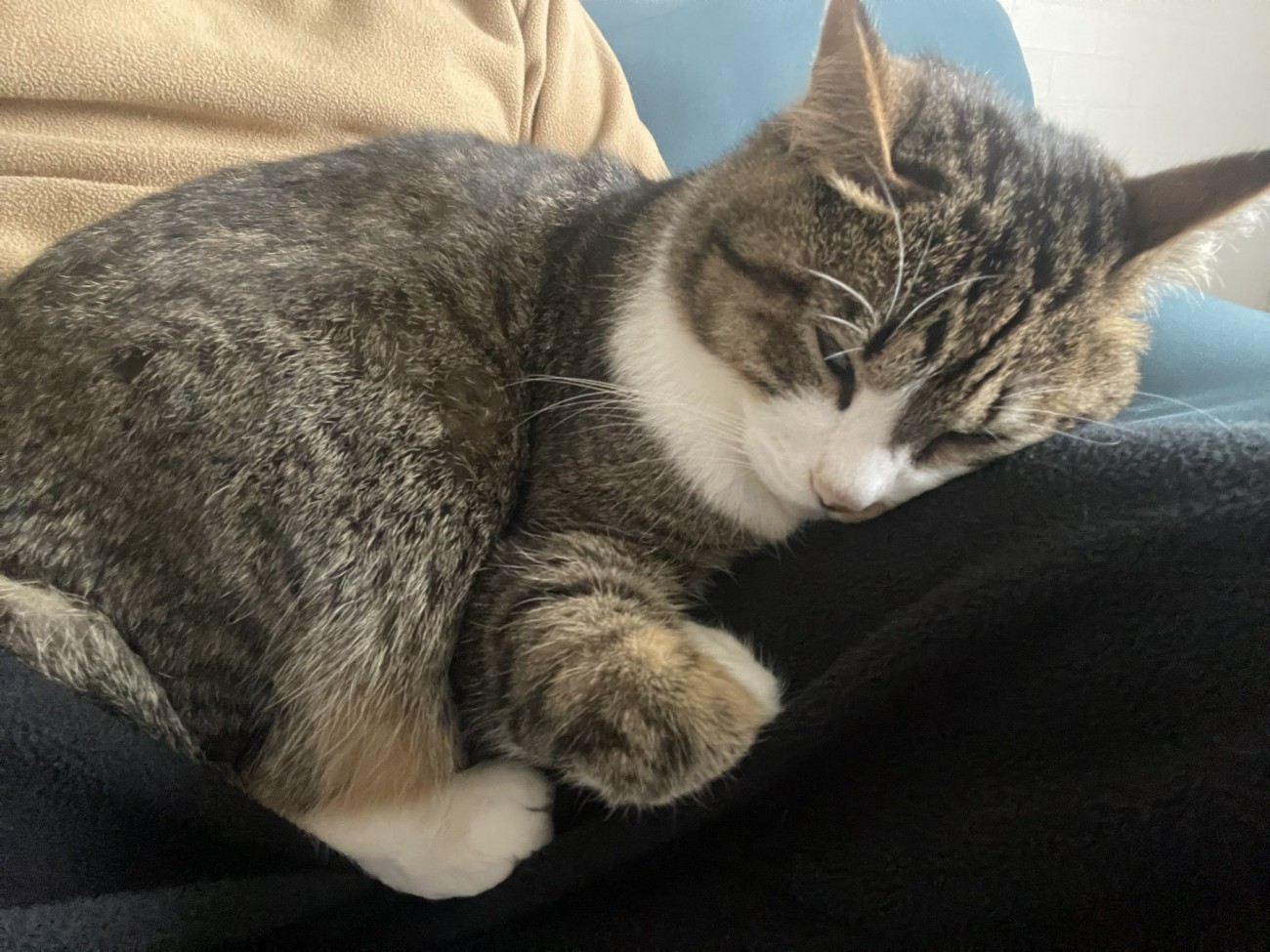 飼い主さんの膝の上で眠るキジ白猫