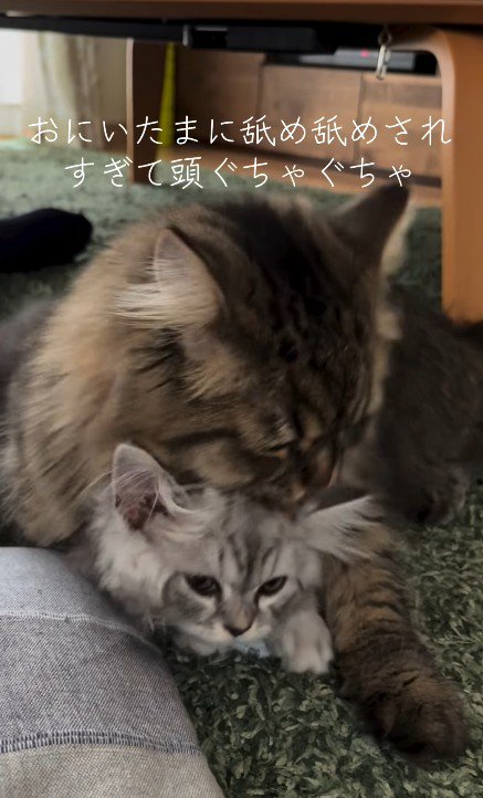 子猫を毛づくろいする猫