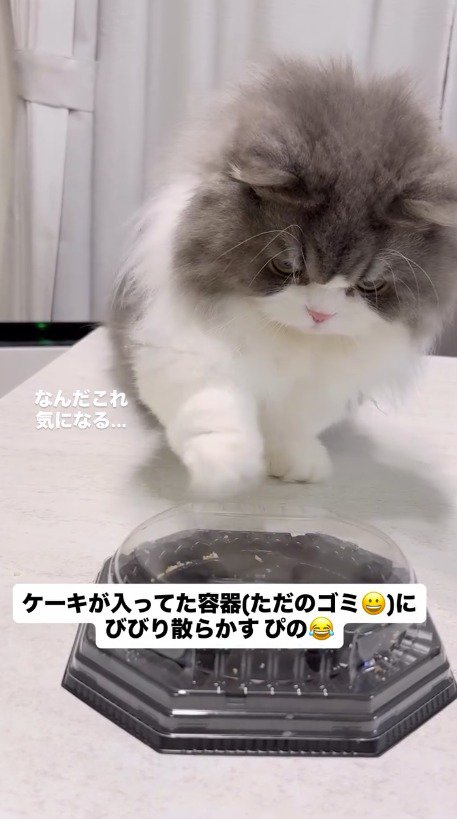 ケーキの容器に前足を伸ばす猫